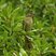 Sombre Greenbul Sombre Greenbul